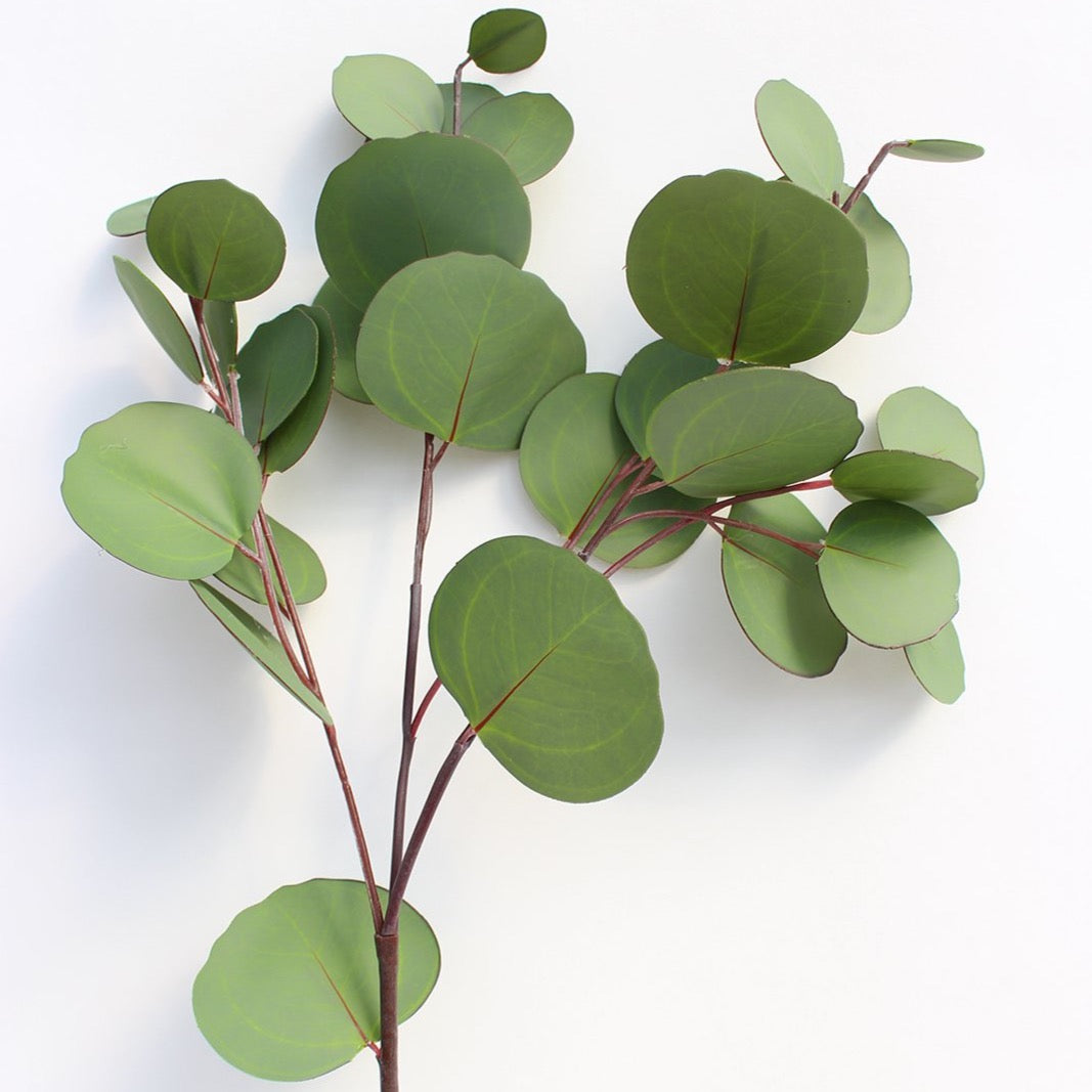 Eucalyptus Round Leaf